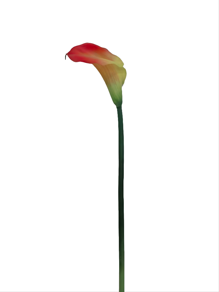 Large Callas
