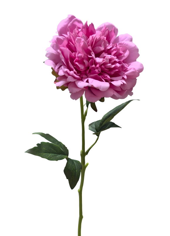 Large Handtouch Peony