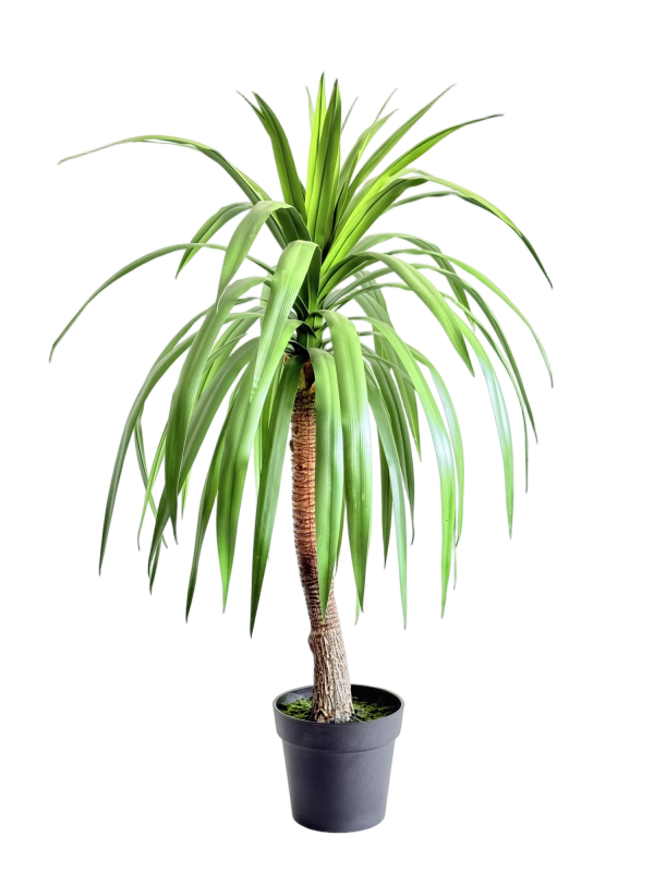 Integrated Dargon Blood Tree