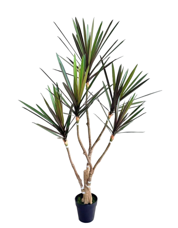 Detachable Dracaena Marginatas