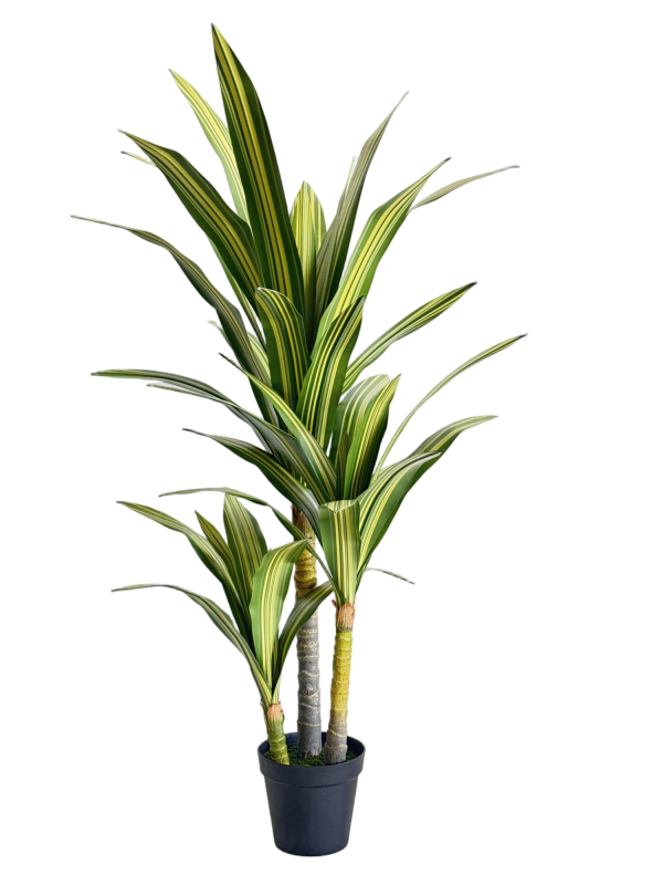 Dracaena Fragrans
