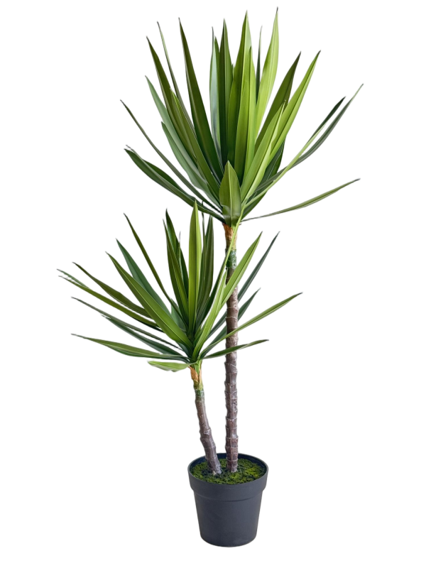 Yucca Elephantipes