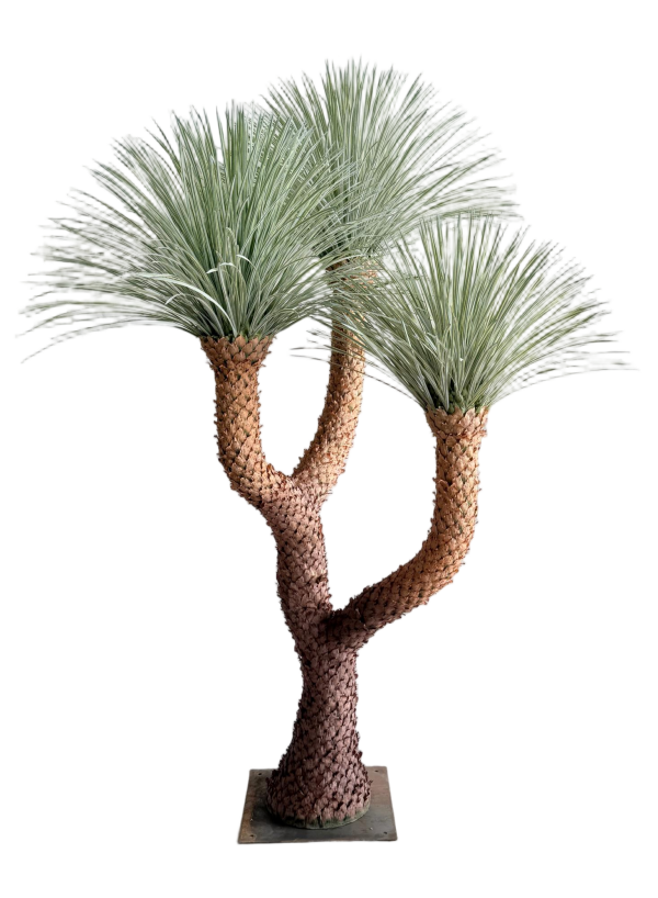Detachable Yucca Rostratas