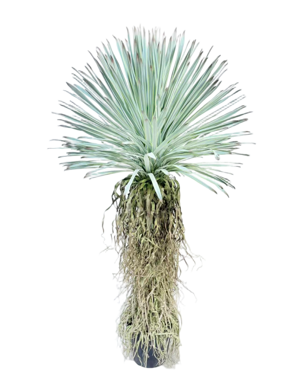 Single Trunk Scarecrow
