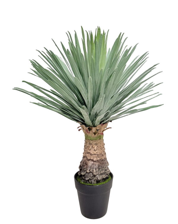 Old Root Yucca Rostratas