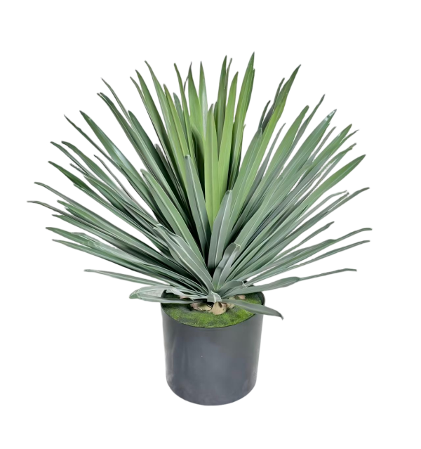 Small Potted Yucca Rostratas