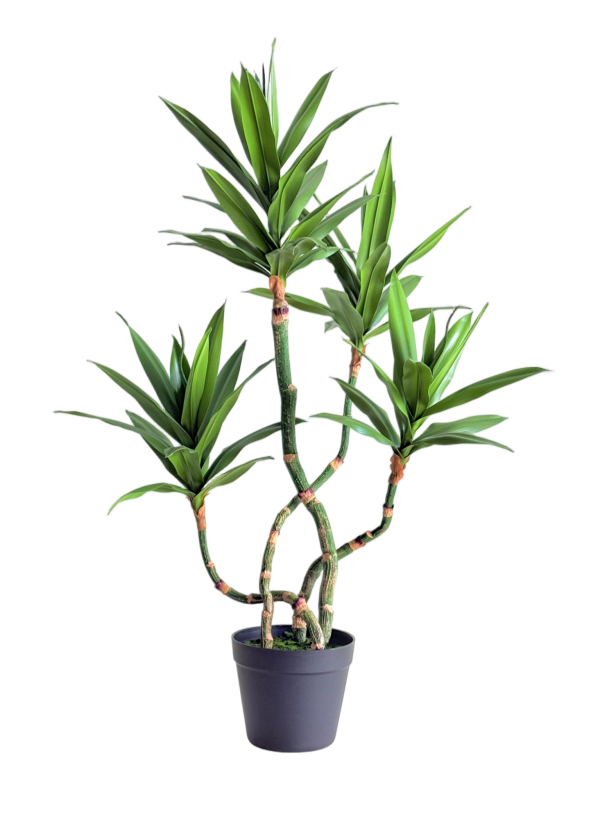 Classic Dracaena Reflexa