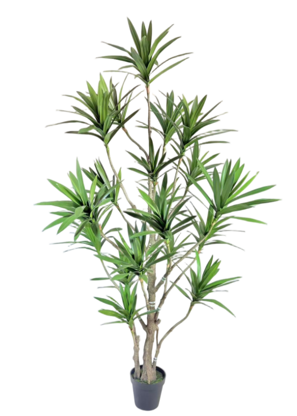 Detachable Dracaena Reflexa