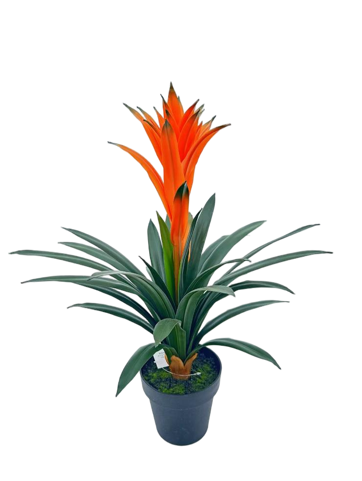 Guzmania Conifera