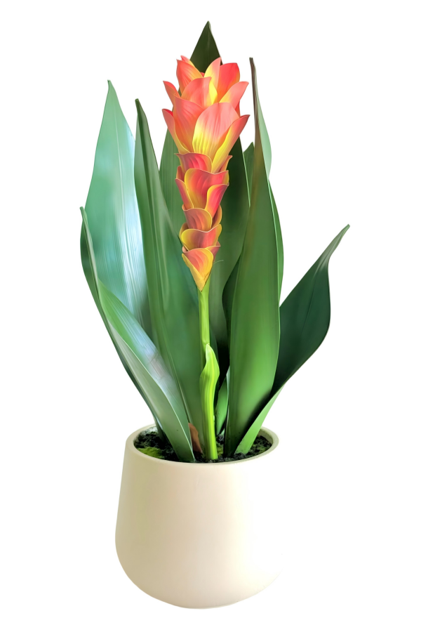 Curcuma Alimatifolia