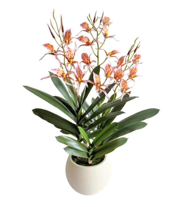 Dendrobium Flower