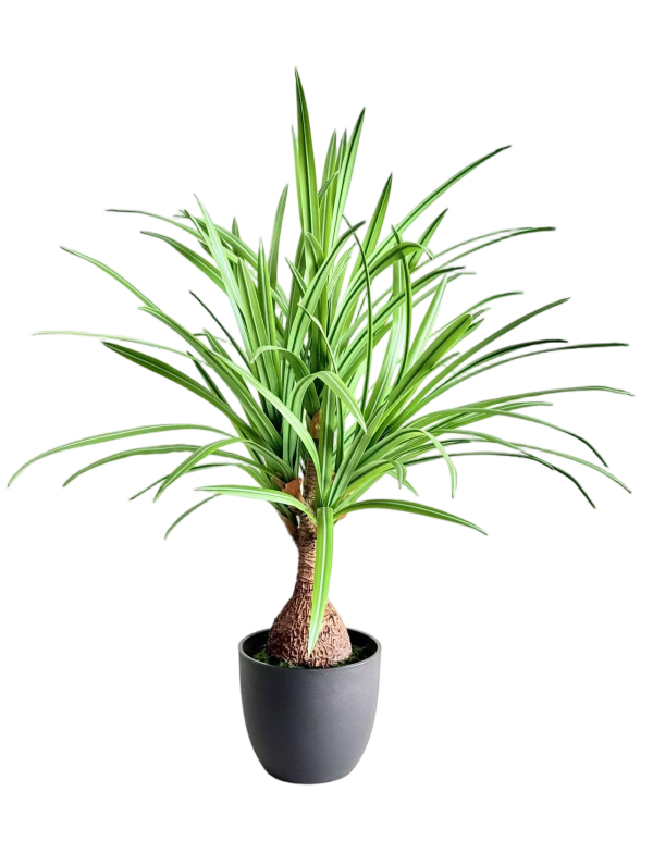 Potted Beaucarnea Recurvata