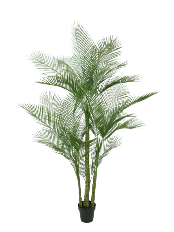 UV-resistant Dypsis Lutescens