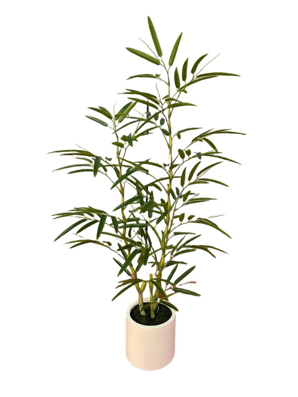 Bambusa Ventricosa