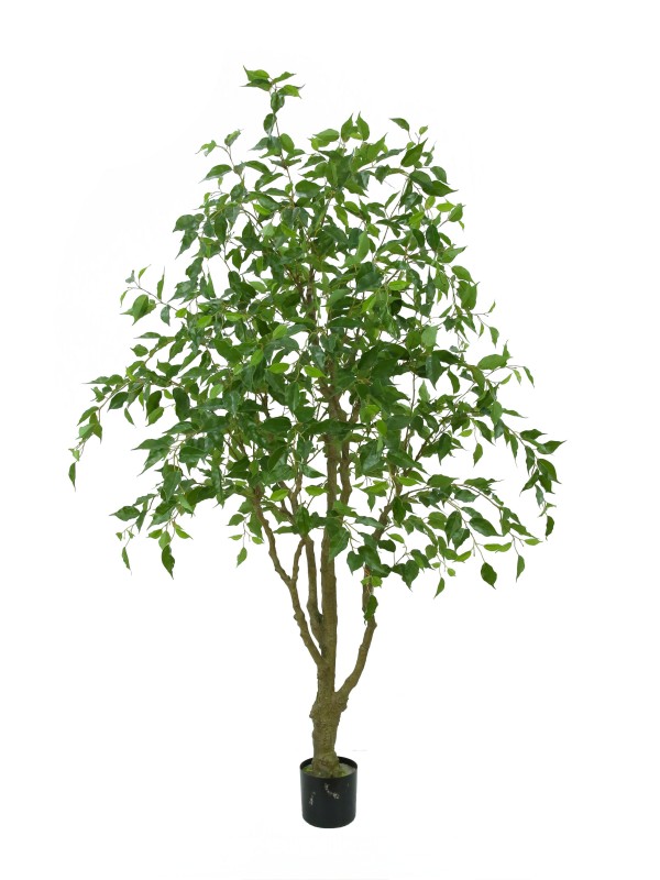 Lifelike Ficus Benjamina