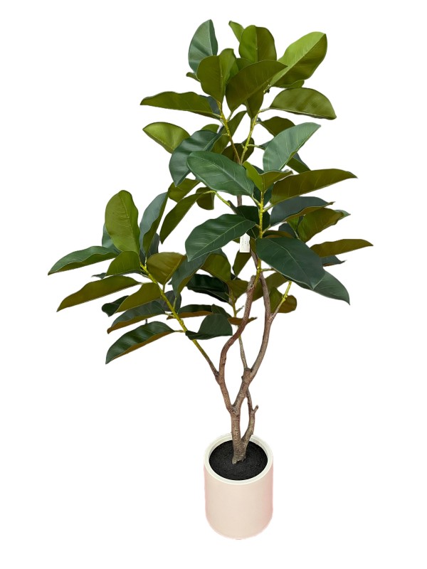 Lifelike Ficus Altissima