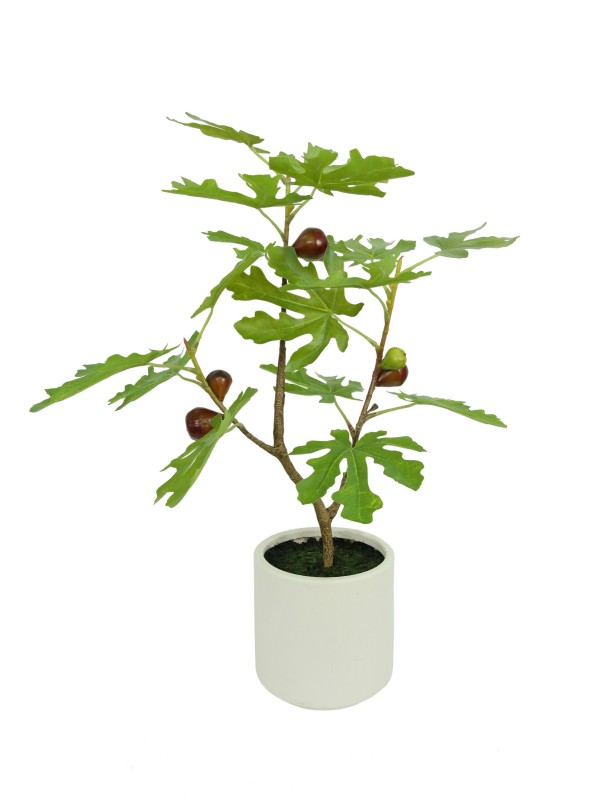 Liflike Fig Tree