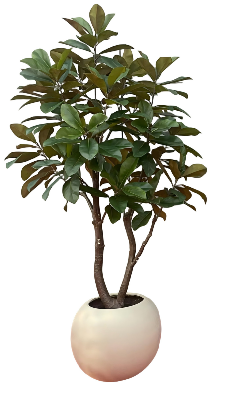 Yulania denudata -Magnolia Tree