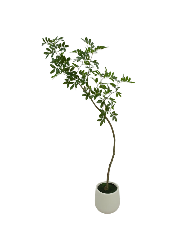 Pistacia Tree