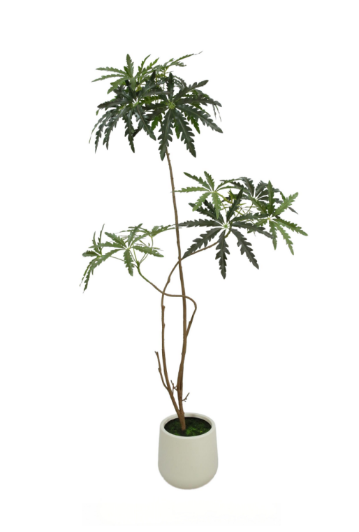 Dizygotheca Elegantissima-Peacock Tree