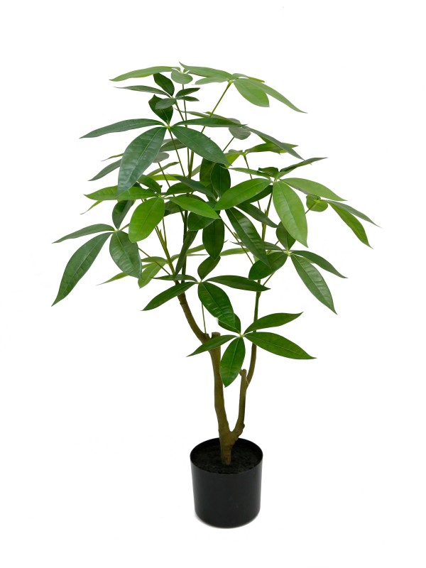 Pachira Aquatica-Money Tree