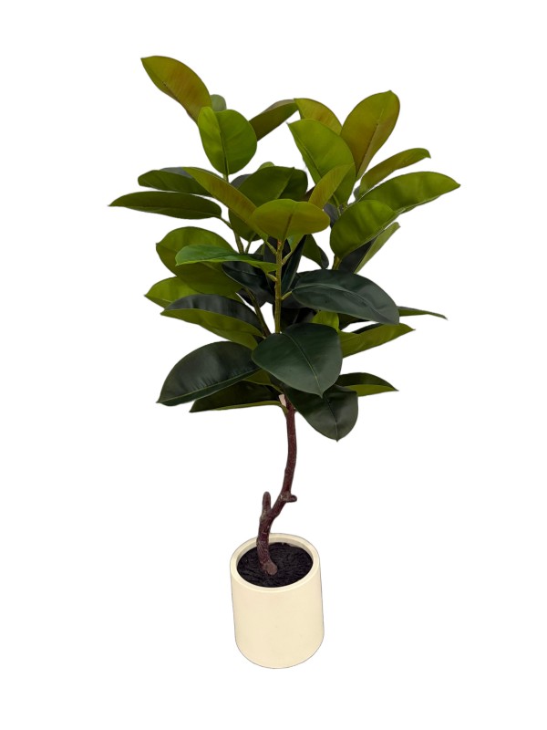 Lifelike Ficus Elastica