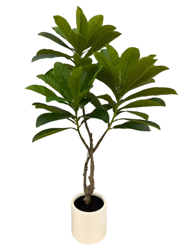 Elaeocarpus Tree