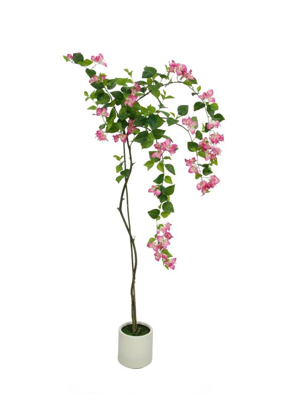 Bougainvillea Tree
