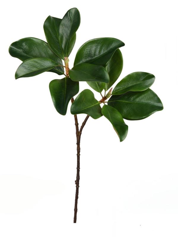 Handtouch Magnolia Branches