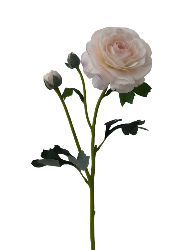 Handtouch Ranunculus