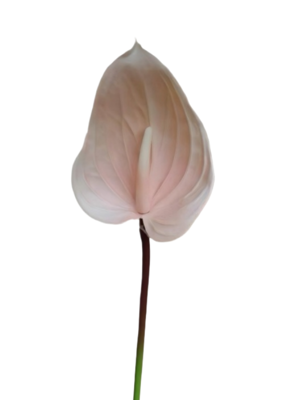 Handtouch Anthuriums