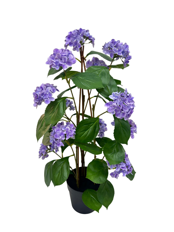 Potted Garden Hydrangeas