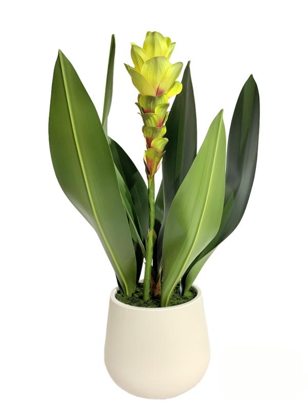 Potted Curcuma Alismatifolia