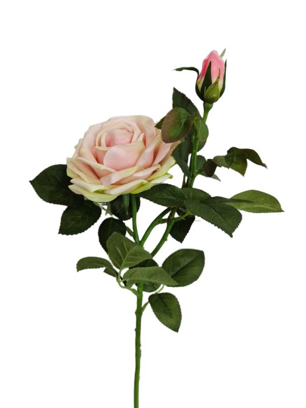 2head Peony Rose