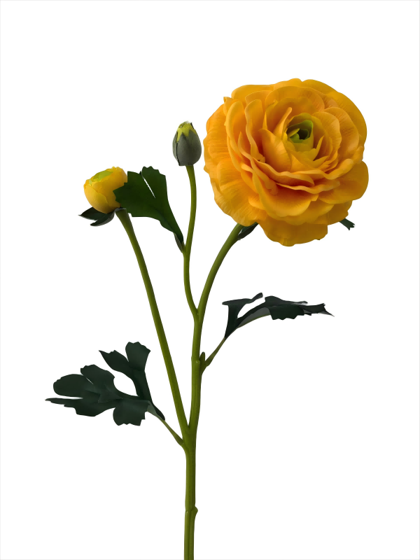 3head Ranunculus