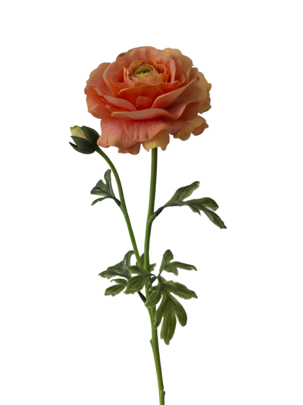 2head Ranunculus