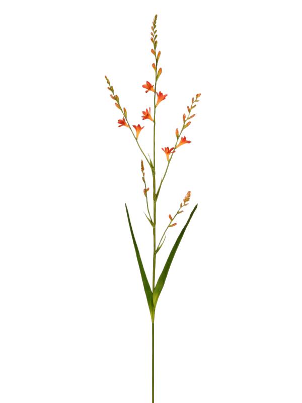 Handtouch Montbretia