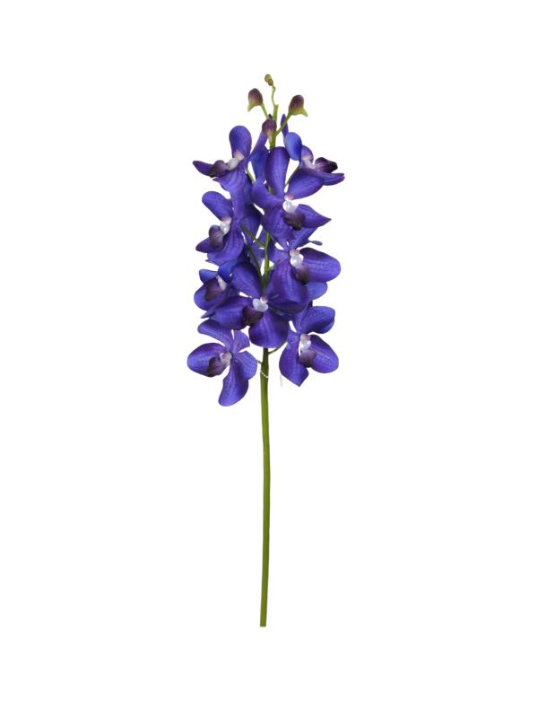 Handtouch Vanda Orchid