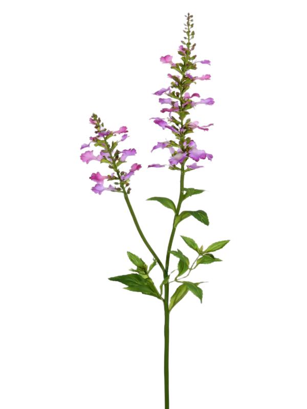 Handtouch Salvia