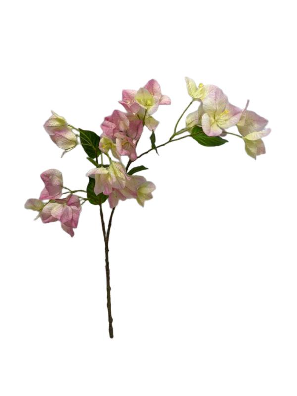 Handtouch Bougainvillea
