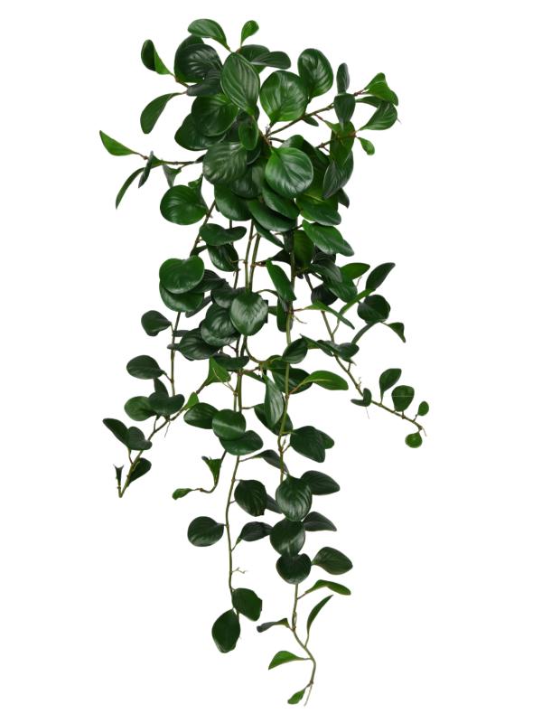 Peperomia Obtusifolia Bush