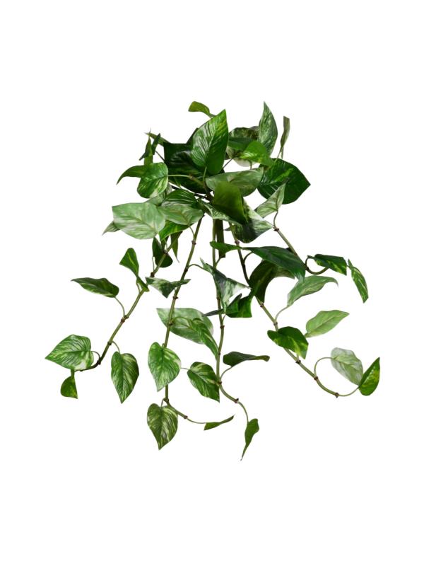 UV Pothos Bush