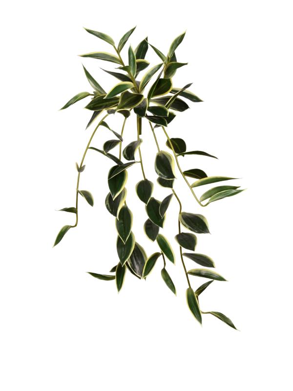 UV Lucky Bamboo Trailing Bush