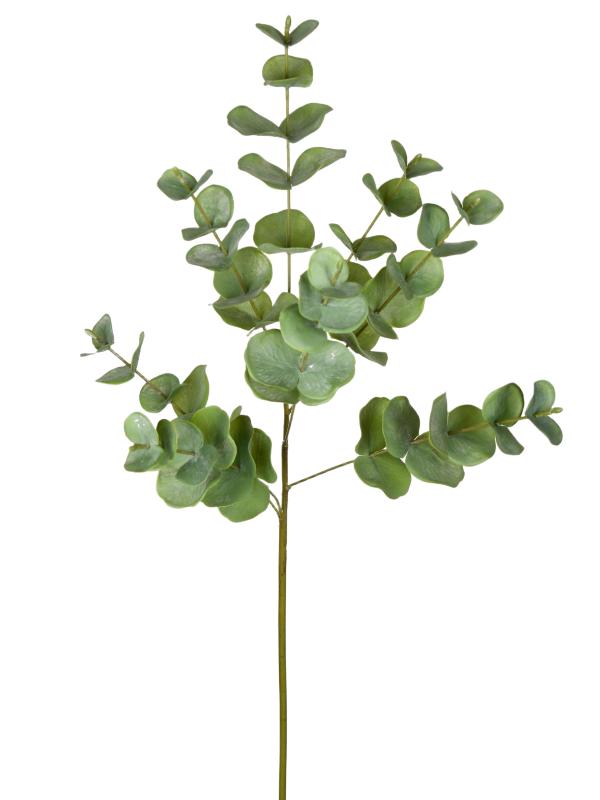 Eucalyptus Branches