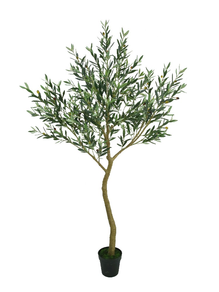 UV-resistant Olive Tree